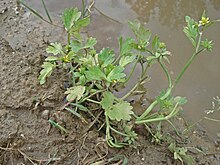 Ranunculus muricatus DSC00937 (3300281211).jpg