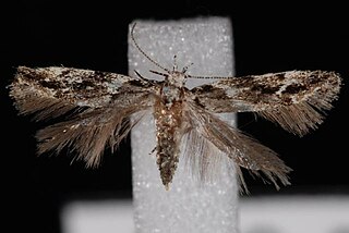 <i>Recurvaria nanella</i> Species of moth