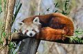 Red Panda (16365364389).jpg