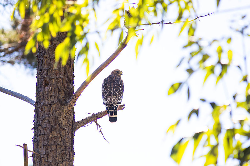 File:Red Shouldered Hawk (23569949975).jpg