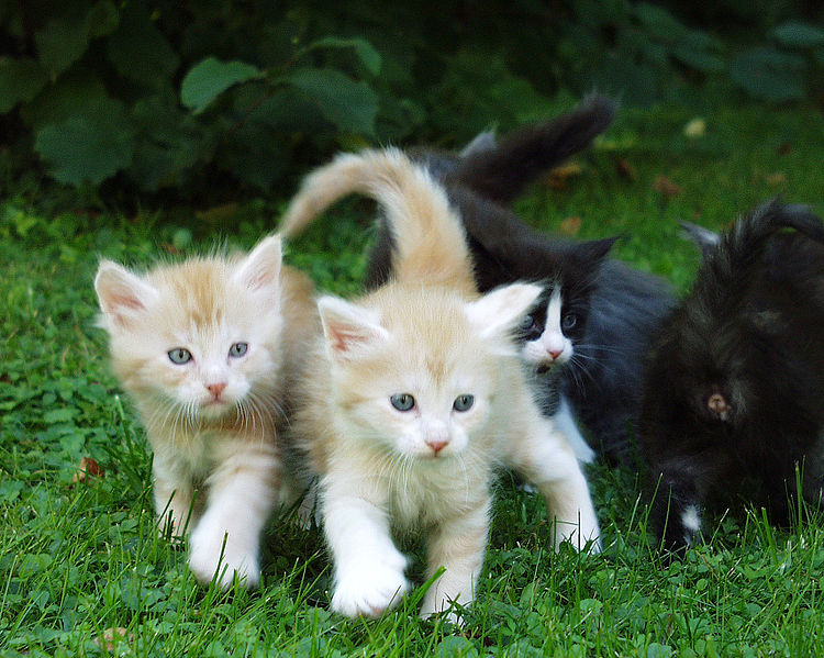 File:Redsilver Maine coon Kittens.JPG