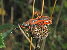 Reduviidae - Rhynocoris iracundus.jpg