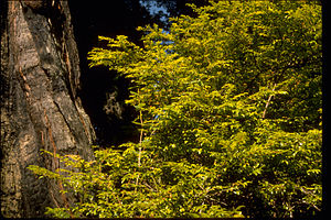 Redwood National Park REDW9348.jpg