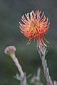 Leucospermum Reflexum, taken at Kirstenbosch, South Africa