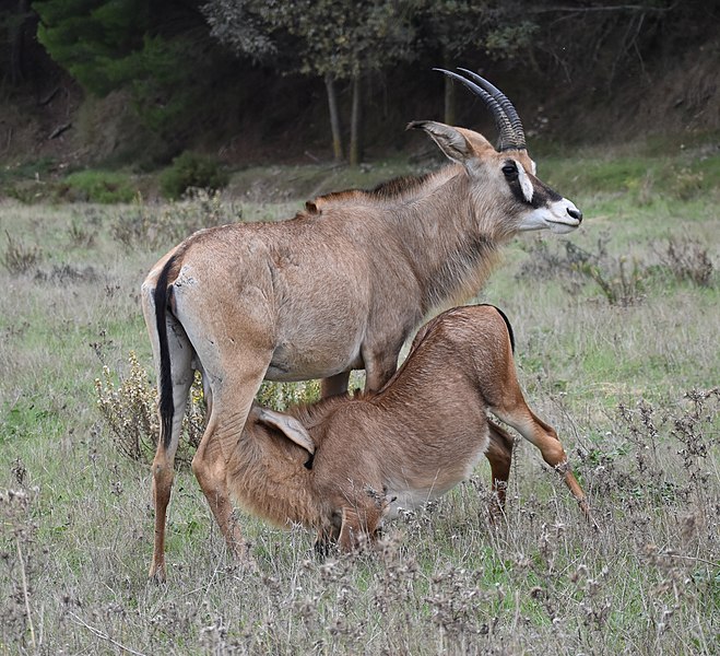 File:Reserve Sigean - Hippotragus equinus 03.jpg