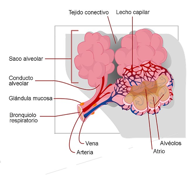 File:Respiratory system complete es2.jpg