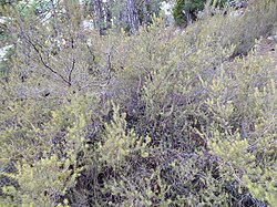 Shrubs of Rhamnus lycioides in Turkey Rhamnus lycioides Kemer.jpg