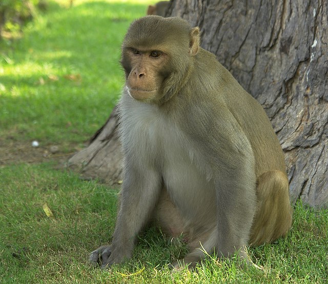 A male rhesus macaque (Macaca mulatta)