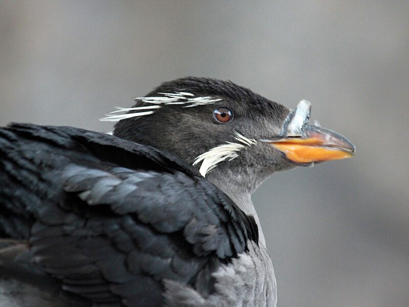 File:Rhinoceros Auklet RWD1.jpg