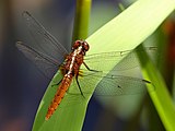 Rhodothemis lieftincki young male.jpg