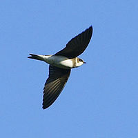 Riparia riparia -Markinch, Файф, Шотландия-летящ-8-4c.jpg