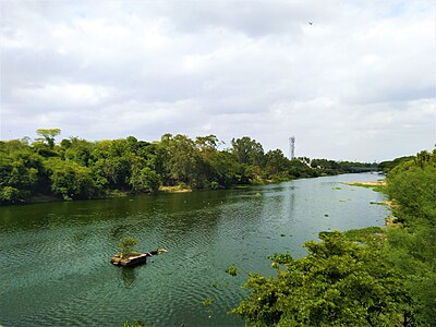 Riparian zone of Mula River as seen from Rajiv Gandhi Bridge in Pune