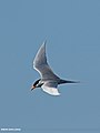River Tern (Sterna aurantia) (30337865300).jpg