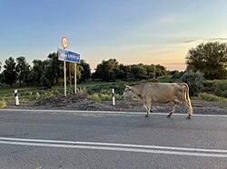 'n Koei gaan oor die brug oor die klein Boeroentaistroom naby Iwantsjoeg