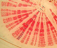 Root cross section (30 mm) of Cirsium spinosissimum. Lignified tissue is stained reddish using Phloroglucinol/HCL. Black markers denote annual ring borders. Individual collected in the Churfirsten Mountain range, Switzerland (2002) Root cross-section of Cirsium spinosissimum.jpg