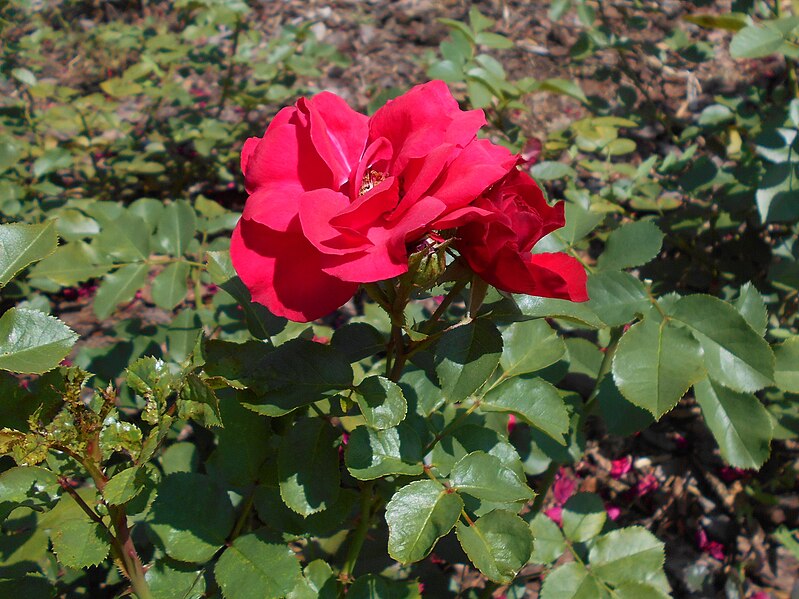 File:Rosa Gustav Frahm 2018-07-10 5562.jpg