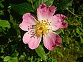 Dog rose, Rosa canina