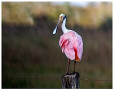 Roseate Spoonbill (44320999542).jpg