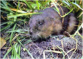 round-tailed muskrat