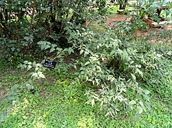 Rubus corchorifolius - Kunming Botanical Garden - DSC03258. 
 JPG