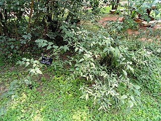Datei Rubus Corchorifolius Kunming Botanical Garden Dsc03258