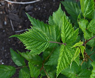 Rubus spectabilis 'Olympic Double' Leaves.JPG