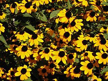 Rudbeckia triloba 2.JPG