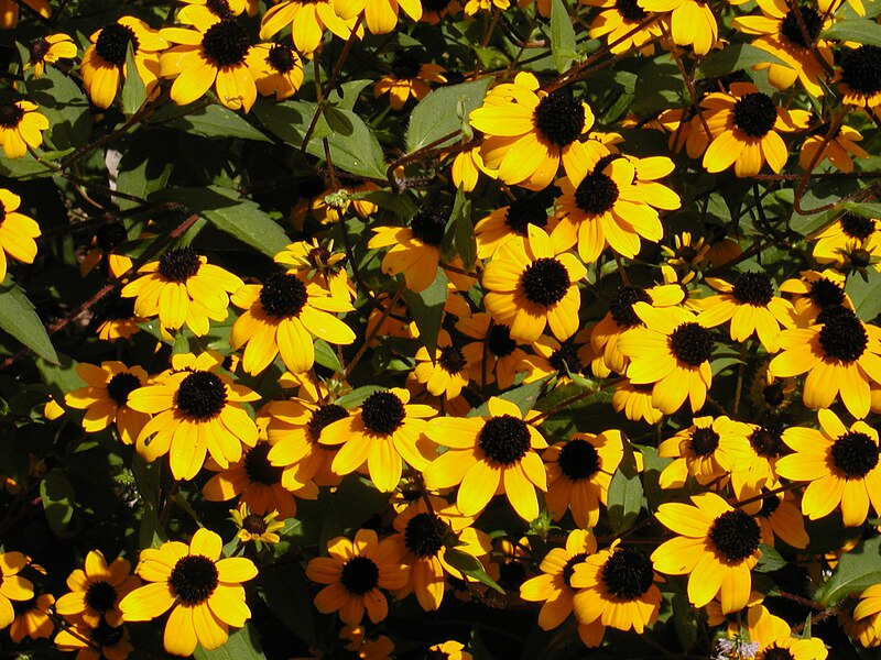 File:Rudbeckia triloba2.JPG