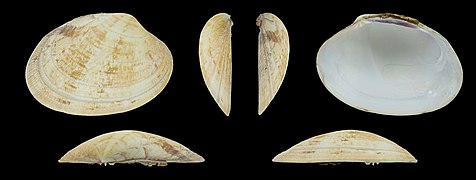 Ruditapes decussatus floridus (Grooved Carpet Shell), right valve