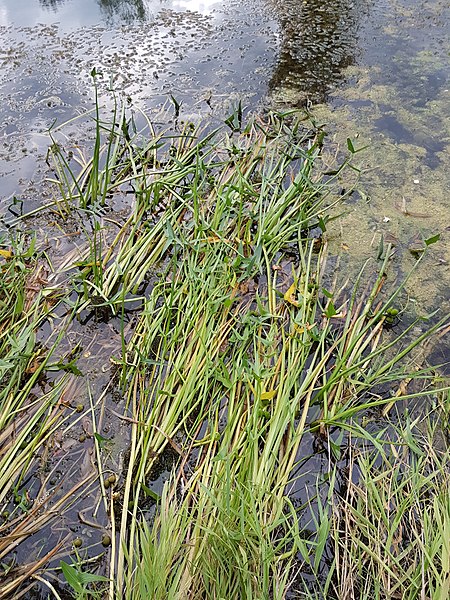 File:Sagittaria sagittifolia sl4.jpg