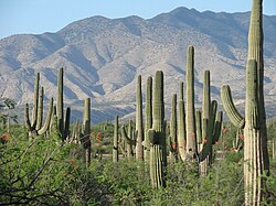 Sonora: Geografía, Toponimia, Historia