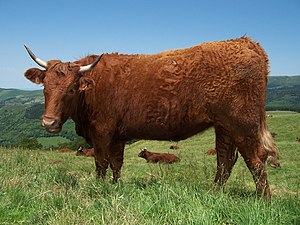 Young cow of Salers breed