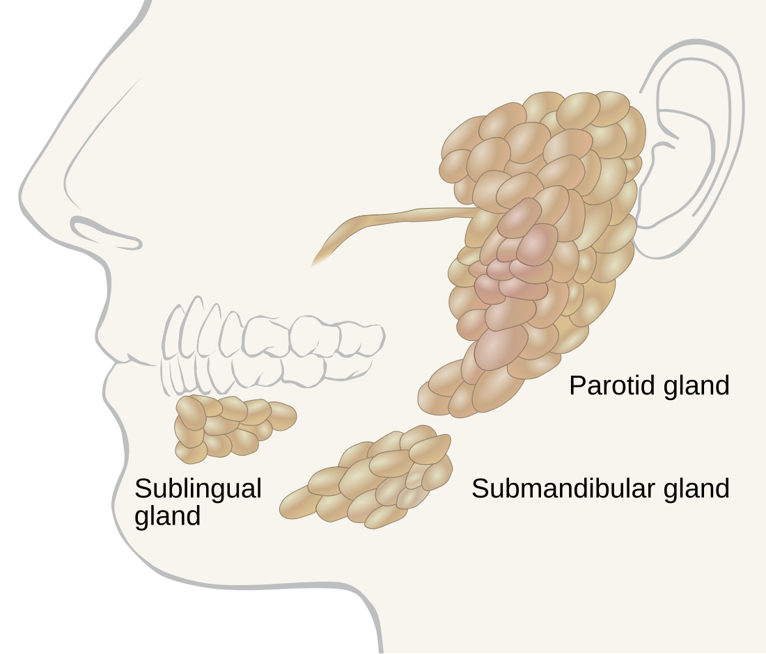 File:Salivary glands labeled.svg