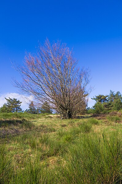 File:Salix caprea, Mons, Hérault (1).jpg