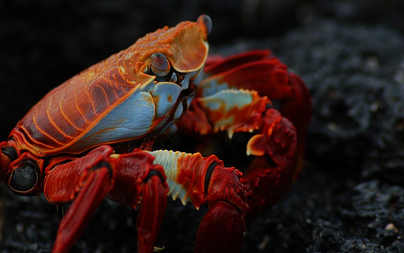 Crabbing Net - Best Price in Singapore - Jan 2024