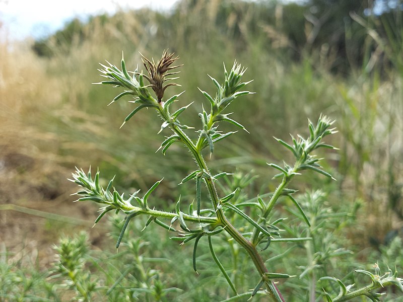 File:Salsola tragus sl6.jpg