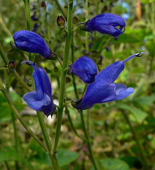 <i>Salvia cacaliifolia</i> Species of flowering plant