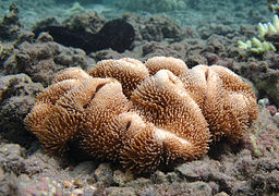 Sarcophyton trocheliophorum, un corail mou