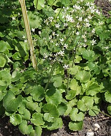 Round-leaved saxifrage (S. rotundifolia), whose sticky leaves seem to catch small invertebrates Saxifraga rotundifolia a1.jpg