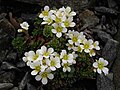 Saxifraga scardica