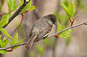 Eastern Phoebe (Sayornis phoebe)