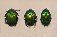 Scarab - Protaetia speciosa.JPG