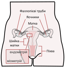 Scheme female reproductive system with endometrium and myometrium -uk.svg