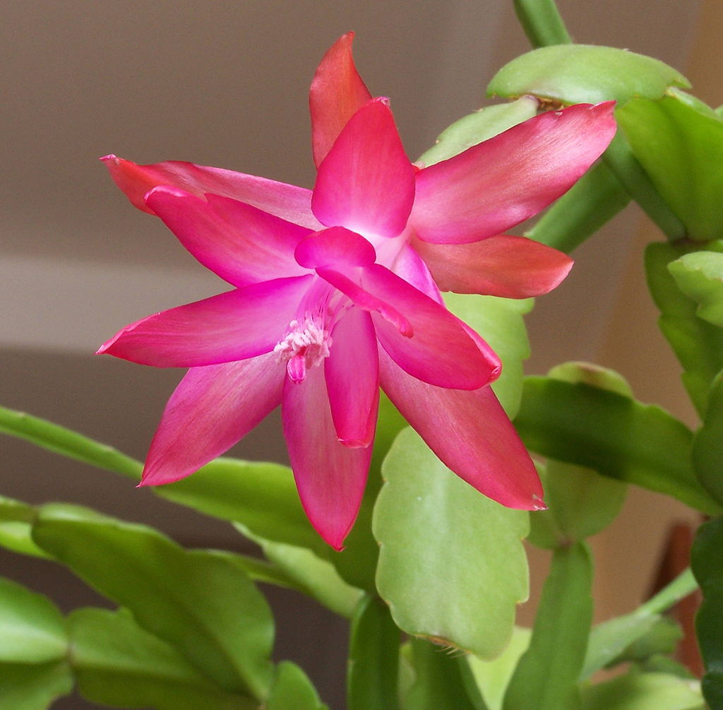 Schlumbergera Buckleyi Group