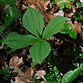 Vierblättrige Einbeere (Paris quadrifolia)