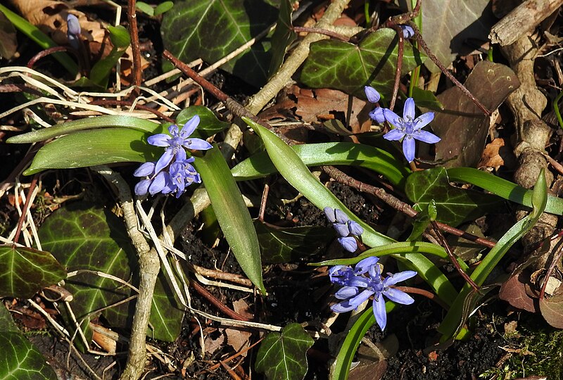 File:Scilla bifolia 3 RF.jpg