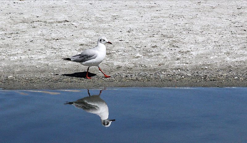 File:Seagull reflection.jpg