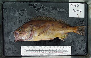 <i>Sebastes hopkinsi</i> Species of fish