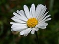 * Nomination A flower of Bellis (Daisy). --Juan de Vojníkov 07:11, 28 July 2010 (UTC) * Decline  Comment Should be identified to species level. --Quartl 10:54, 29 July 2010 (UTC) Comment It is already identified. See the category. I additionally specified it to the description.--Juan de Vojníkov 18:55, 29 July 2010 (UTC) Thank you, I still cannot support this image due to low dof and darkness. --Quartl 07:45, 5 August 2010 (UTC) Declining, I too would like the whole blossom focused. Focus stacking next time? Pitke 09:30, 5 August 2010 (UTC)