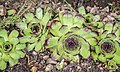 * Nomination Sempervivum tectorum in Botanical garden in Cardaillac, Lot, France. --Tournasol7 06:00, 12 March 2022 (UTC) * Promotion  Support Good quality -- Johann Jaritz 06:07, 12 March 2022 (UTC)